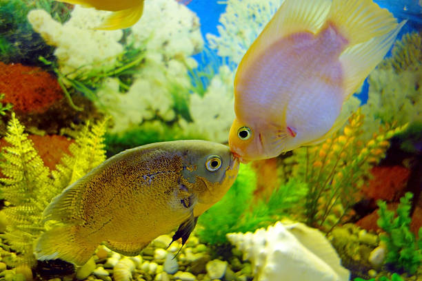 Aquascape is the art of arranging plants in an aquarium with the addition of several other important elements to make it more interesting to enjoy.