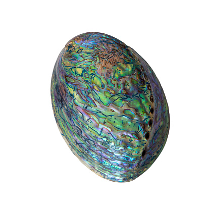 Polished Paua Abalone Shell : a multi-colored seashell from Indonesia on white background.  Close-up,  Ph = 600 dpi.