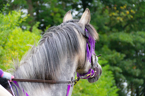 Close up shot of beautiful dapple grey horse looking into distance whilst being ridden in rural Shropshire. The horse is tacked up and wearing purple fly band to prevent flies around its eyes.