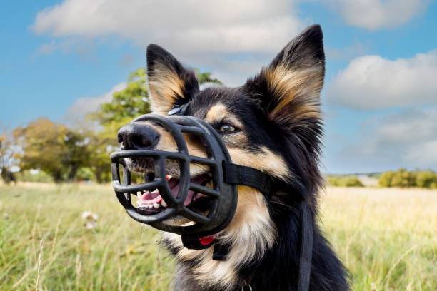 Close up shot of German shepherd wearing a restraining muzzle to prevent it biting any other animals or humans,