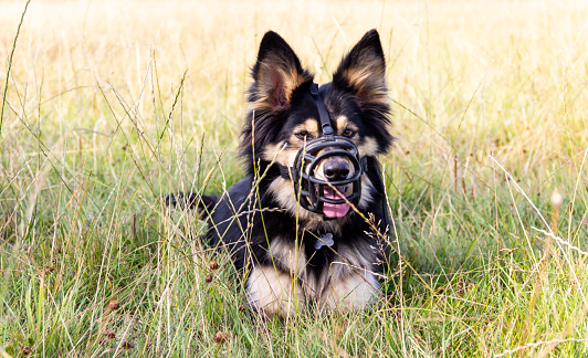 Beautiful muzzled German shepherd dog  lies in grassy field whilst out for exercise on summers day, the muzzle prevents the dog from biting other animals whilst out.