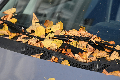 Leaves on a car window in Hamburg in autumn, Germany