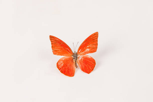 butterfly on a green leaf