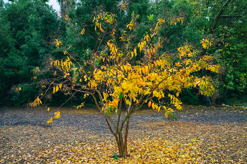 Small Ginkgo biloba tree in the rain surrounded by fallen leaves