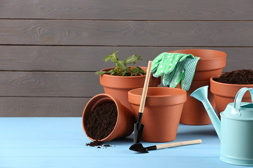 Many terracotta flower pots with soil, plant and gardening tools on light blue wooden table. Space for text