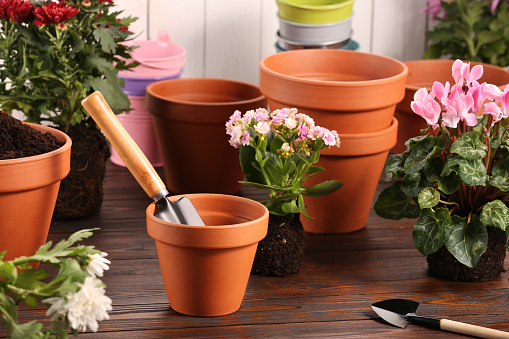 Time for transplanting. Many terracotta pots, soil, flowers and tools on wooden table