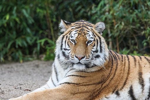 Portrait Aufnahme eines majestätischen Tigers