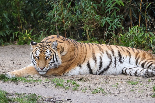 Tiger lying on stone looking