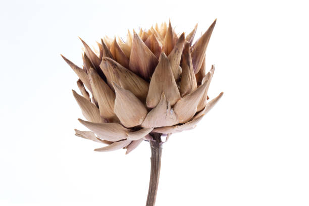 Cynara cardunculus scolymus Flower, macro detail on white background