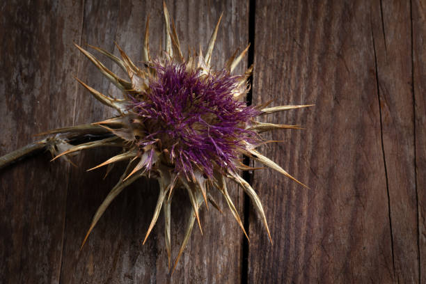 Cynara cardunculus scolymus Flower, macro detail on wood