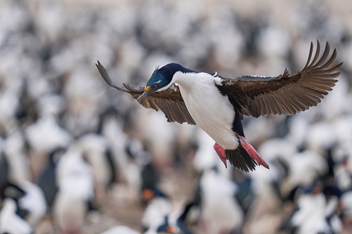 Imperial Shag (Phalacrocorax atriceps albiventer) coming in to land in the large colony on Bleaker Island on the Falkland Islands
