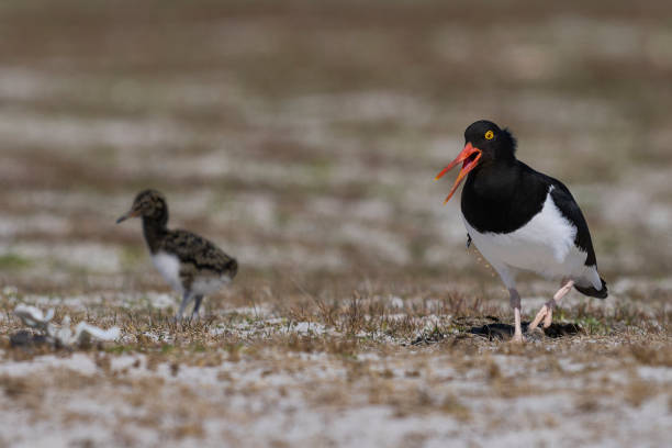 istock Magellanic Oystercatcher and chick 1875230931