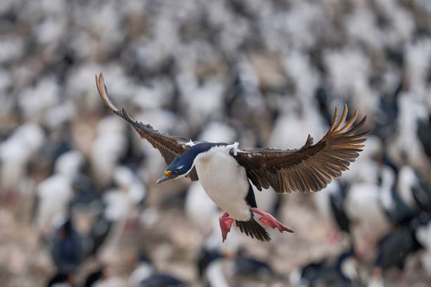 istock Imperial Shag landing 1875231988