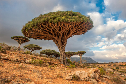 Dragon árboles en Dixam meseta, Socotra Island, Yemen photo