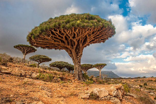 Dragon blood trees at Dixam Plateau on Socotra Island, Yemen Dragon trees at Dixam plateau, Socotra Island, Yemen endemic species photos stock pictures, royalty-free photos & images
