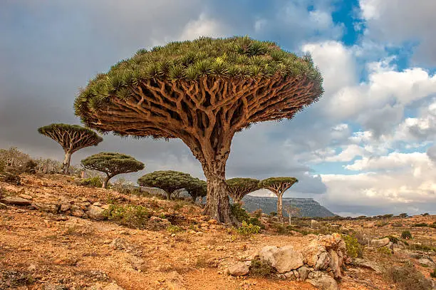 Photo of Dragon blood trees at Dixam Plateau on Socotra Island, Yemen