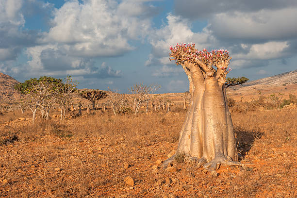 istock Desert rose tree, Socotra Island, Yemen 187523316
