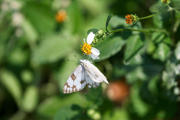 바둑판무늬 흰나비 스톡 사진