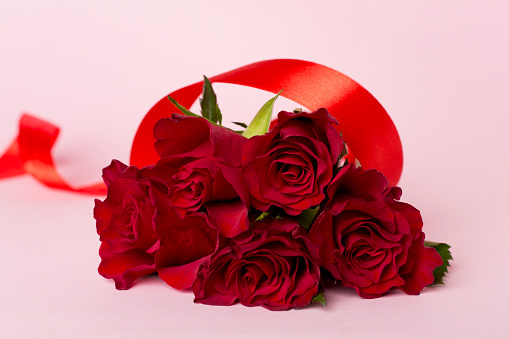 The vibrant red colour of the blooming rose is outstanding. The flower, the petals, and the leaves look pretty.The red rose blossom is blossoming at the dawn of the day. The bright red roses perfectly express the emotions of romance and abiding love. In addition to beauty and passion, red roses also symbolise courage. The red rose is also a symbol of power. The Rose is the queen of flowers. The rose flowers release heavenly fragrance and send strong feelings of love and joy. The close-up of the blooming red rose blossom is beautiful. The vibrant green leafy background is attractive.