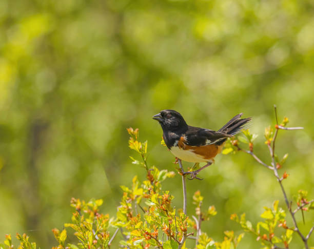 istock Eastern Towhee In Breeding Plumage 1875240905