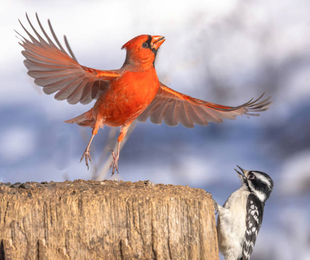 istock A Male Cardinal With Open Wings 1875240906