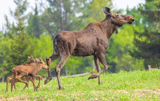 A cow moose leading her young calves away just perhaps days after giving birth to them.