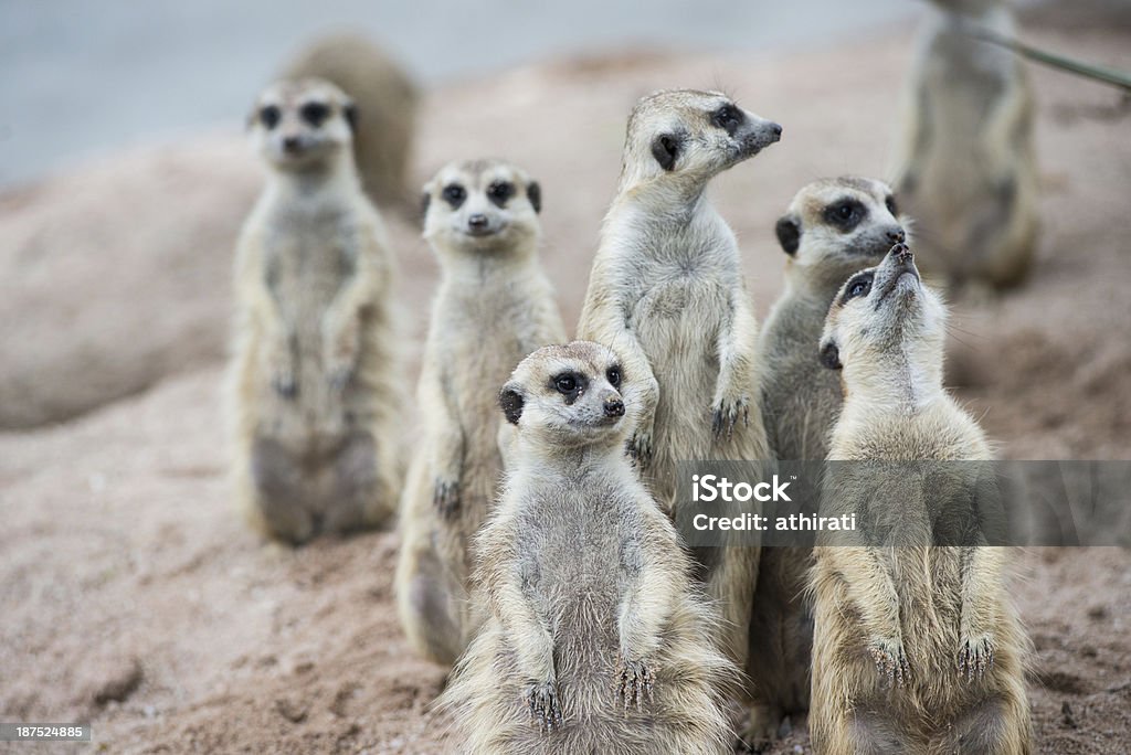 Meerkats Menschenmenge stehen auf guard - Lizenzfrei Afrika Stock-Foto