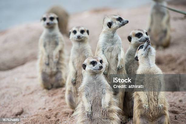 Meerkats に立って群衆はガード - アフリカのストックフォトや画像を多数ご用意 - アフリカ, カスタマイズ, カメラ目線