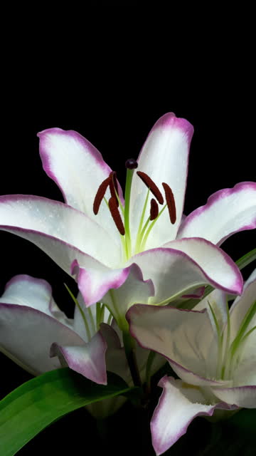 Blooming Stargazer Lily