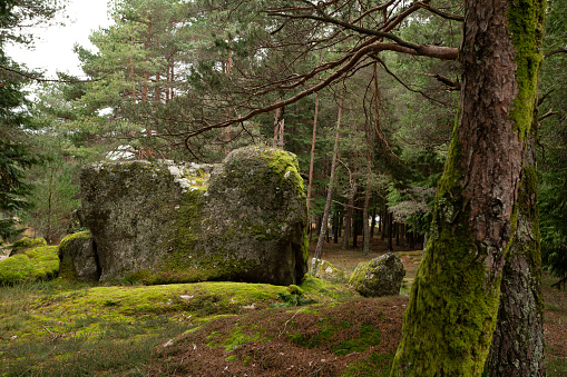 A Big Rock in the Woods, \