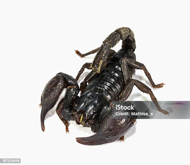 Black Scorpion Stock Photo - Download Image Now - Animal, Animal Body Part,  Animal Leg - iStock