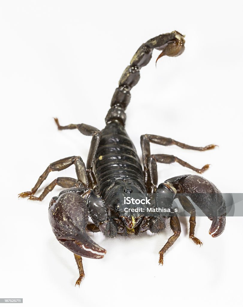 Black Scorpion Stock Photo - Download Image Now - Emperor Scorpion, Animal,  Animal Body Part - iStock