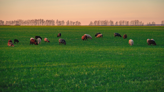 Sheep in the field, winter crops, greenery, horizon, sunset time, landing. High quality photo