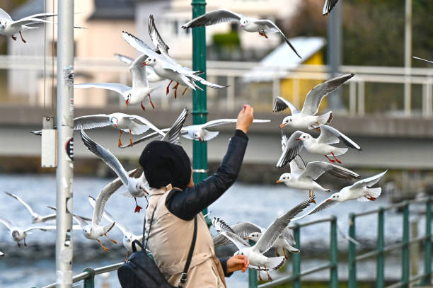 girl who feeds the seagulls on the beach