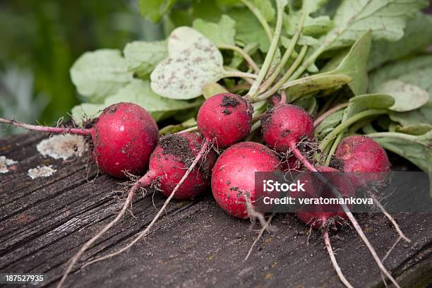 Photo libre de droit de Radis banque d'images et plus d'images libres de droit de Aliment - Aliment, Aliment cru, Bouquet formel