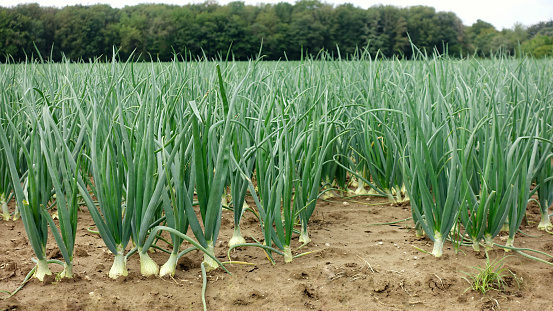Ripe green onions in the fields of Germany. Agriculture concept.