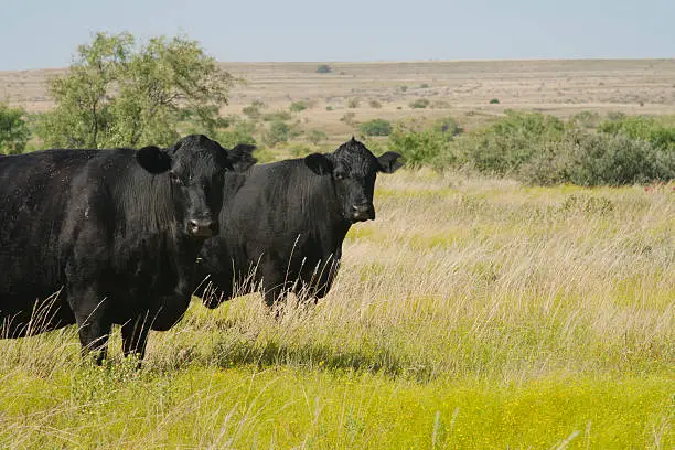 While on a tour of a Texas ranch, these cows look on curiously at us passing by.