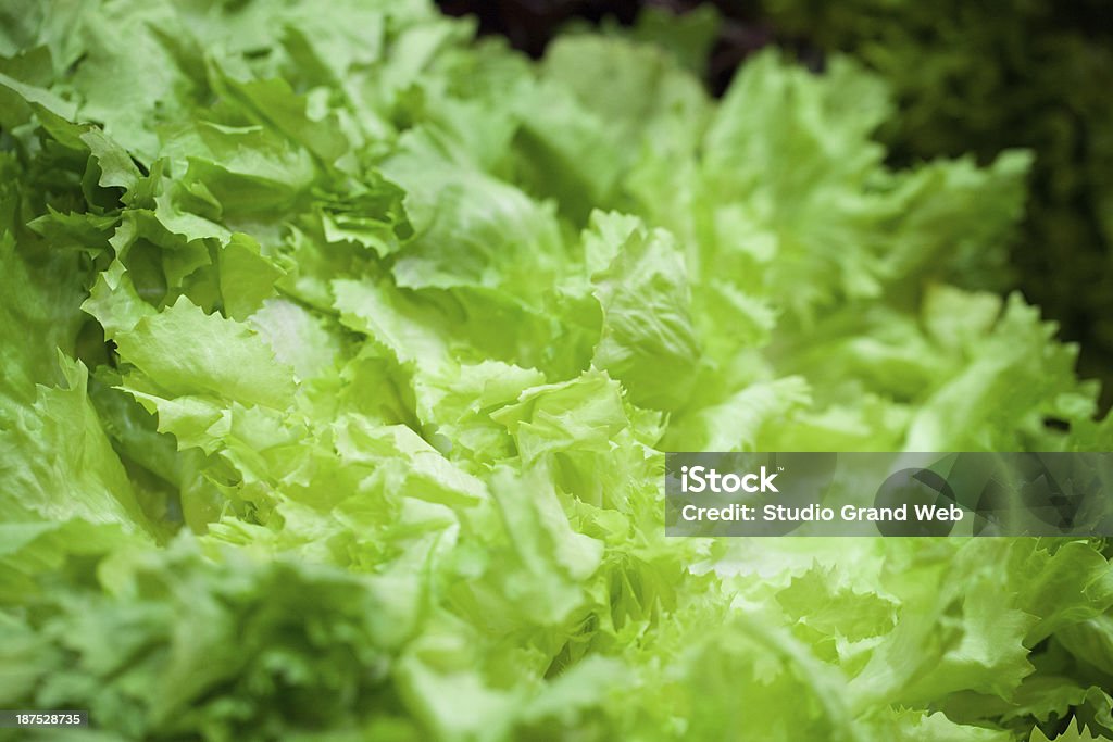 Salada verde batavia em primeiro plano - Royalty-free Agricultura Foto de stock