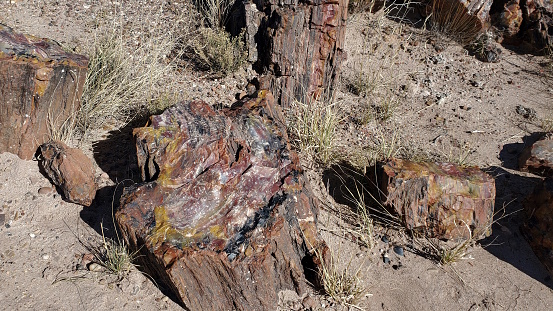 The petrified tree shown here is full of gem like qualities with streaks of reds, browns, black and yellow swirls.