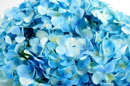 Blue Hydrangea flower isolated on white.