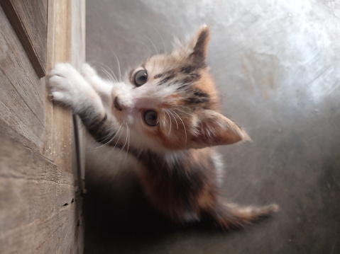 kitten scratches the door of the house