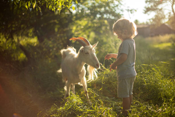 istock 3 year old boy feeds a domestic goat with grass 1875301025