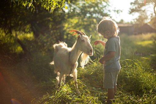 3 year old boy feeds a domestic goat with grass, Summer day, communication of a little boy with a domestic goat, summer day, backlight