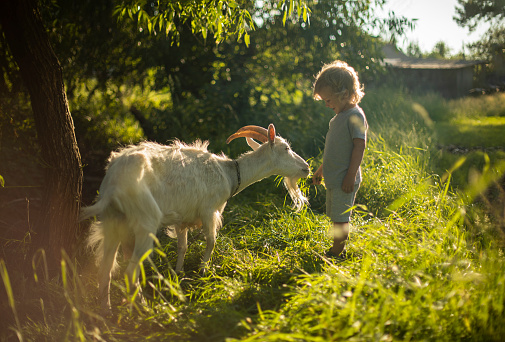 3 year old boy feeds a domestic goat with grass, Summer day, communication of a little boy with a domestic goat, summer day, backlight