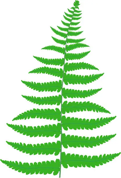 Vector illustration of Scenic view of fern plant with white background.