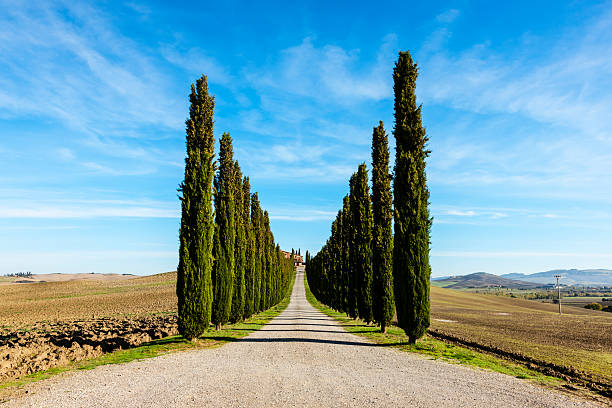 istock Cypress Lined Road, Tuscany, Italy 187531946