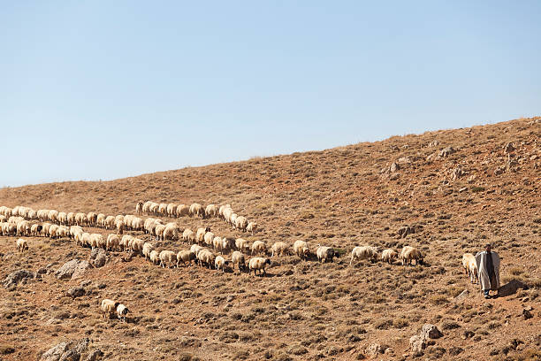 istock Shepherd and flock of sheeps 187531997