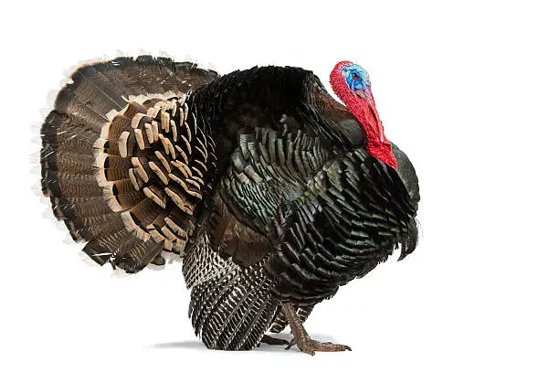 This is my pet Turkey, his name is Ted Turkey. He is about 18 months old in this picture. He is an American Southern Turkey