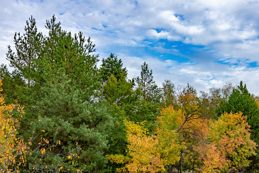 A view of the crown of autumn trees under a blue cloudy sky