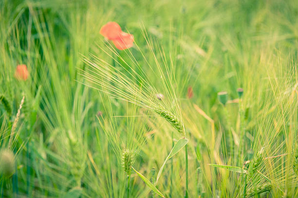 Mohn in einem Feld – Foto